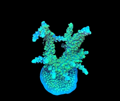 Vivant Ora Plasma de MB Coraux, dispositif de traitement pour aquariums récifaux, visible dans l'image 22.png.