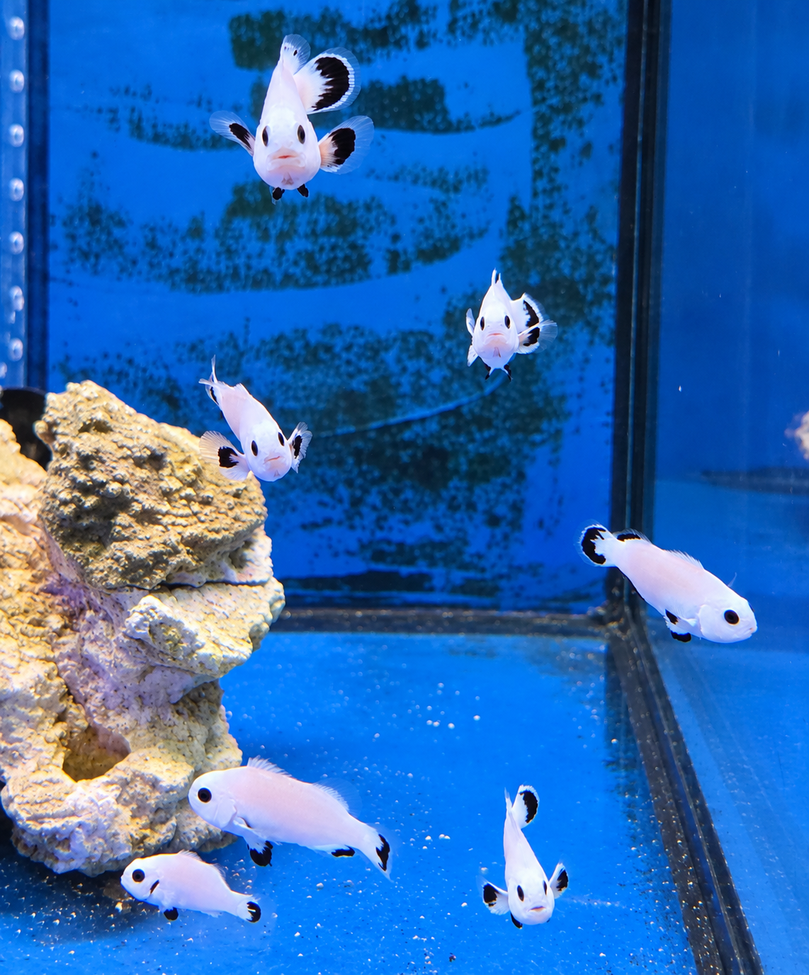 Poisson ocellaris Snowstorm de Canada Aquamarine, nageant dans un aquarium avec couleurs vives et plantes aquatiques.
