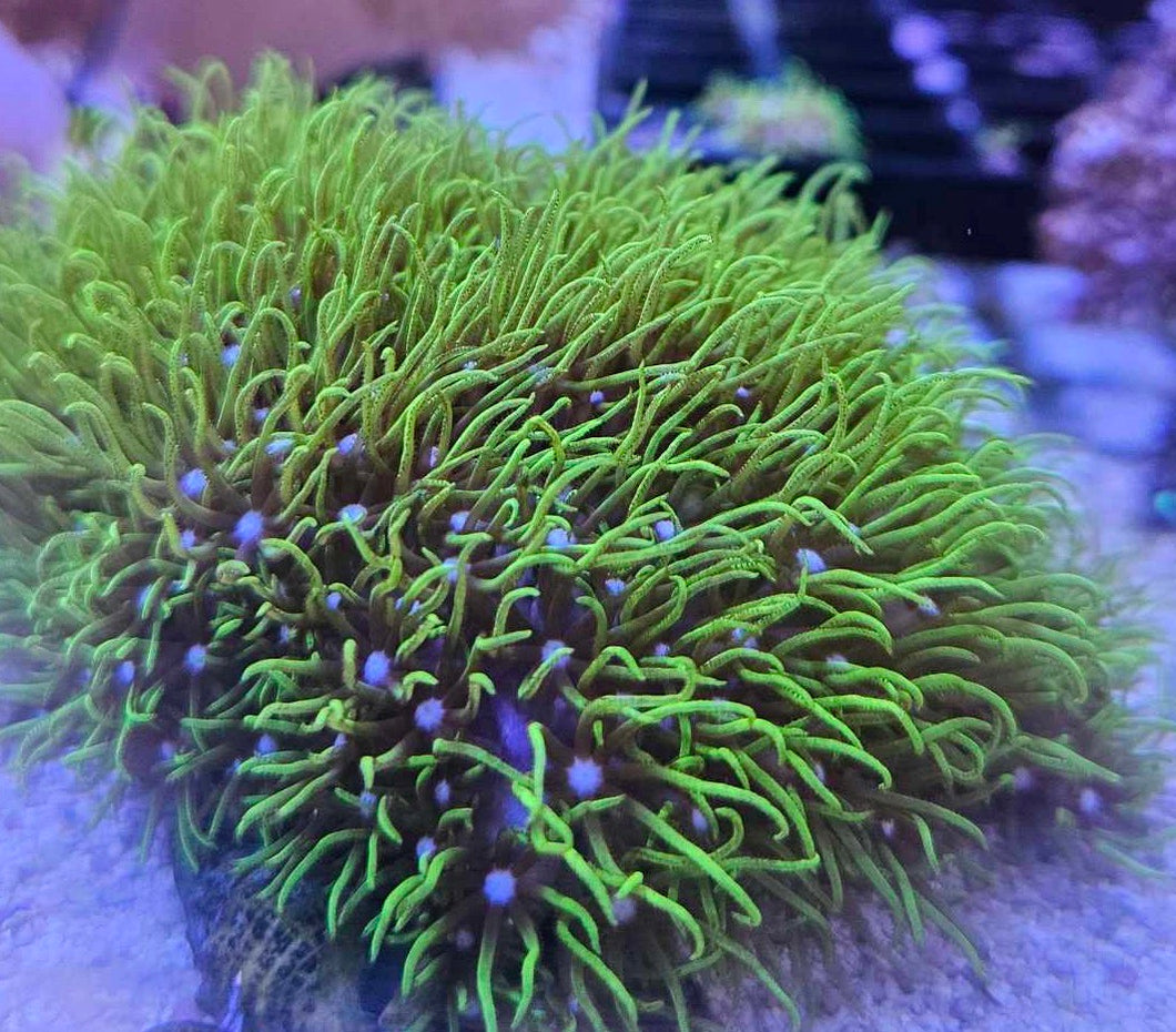 GSP (green star polyps)