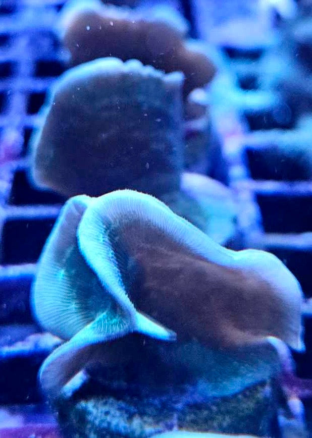 Green Pavona