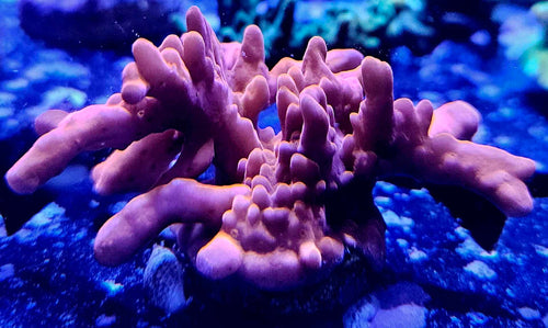 Orange montipora setosa