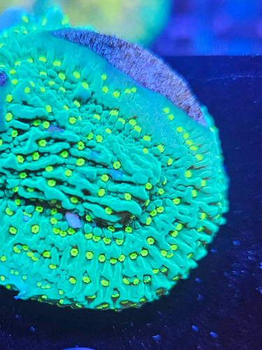 Montipora