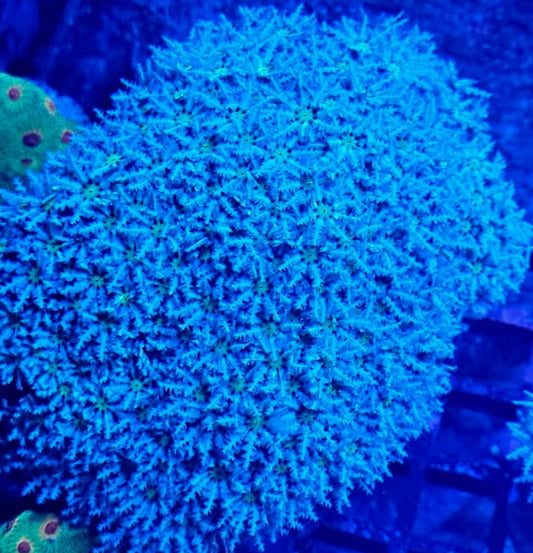 Tubipora musica