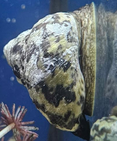 Escargot Turbo Mexicain