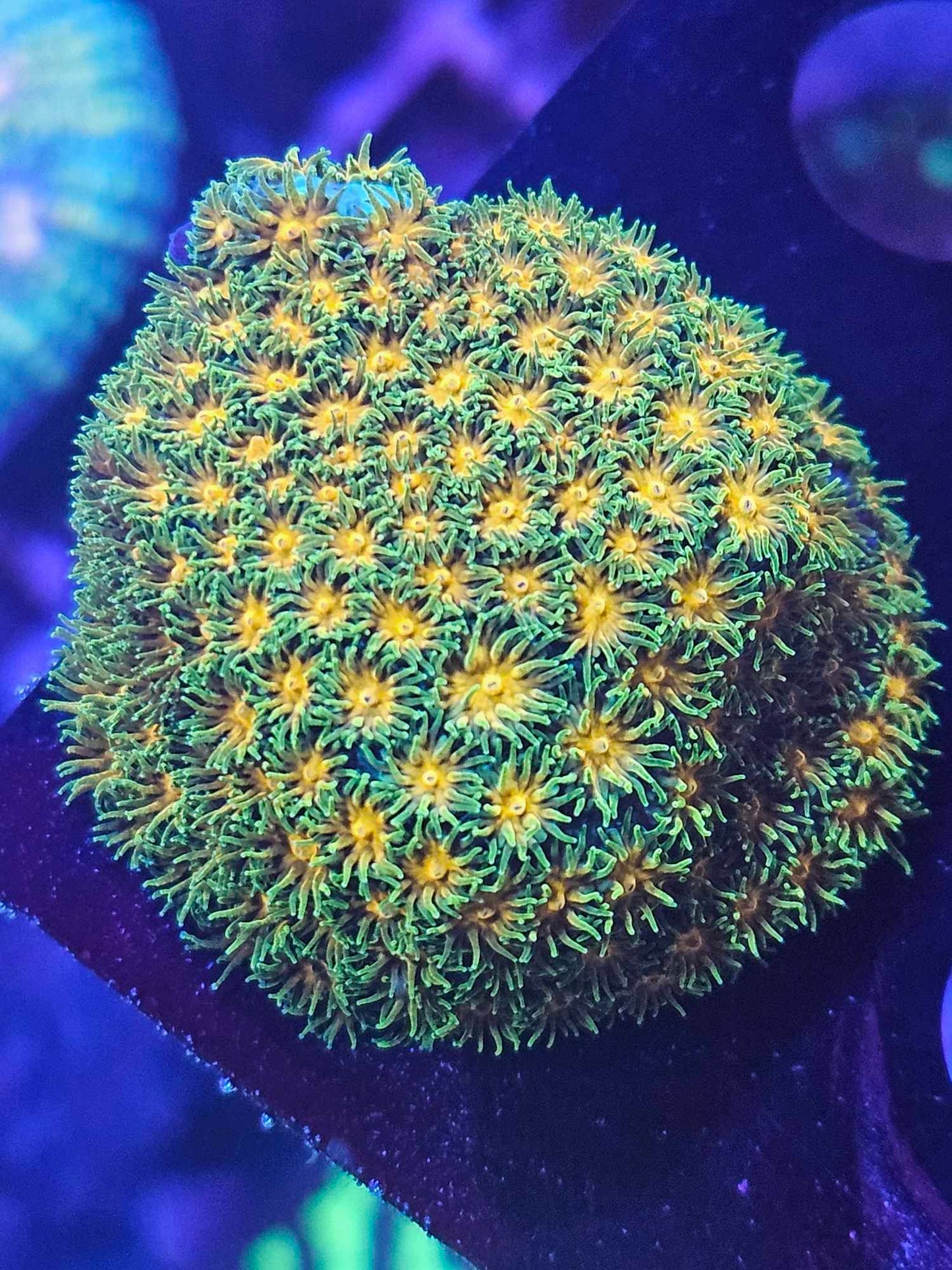 Polkaroo leptastrea
