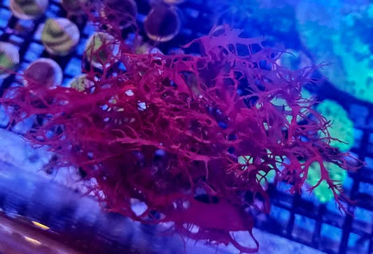 Macroalgue dragon's breath