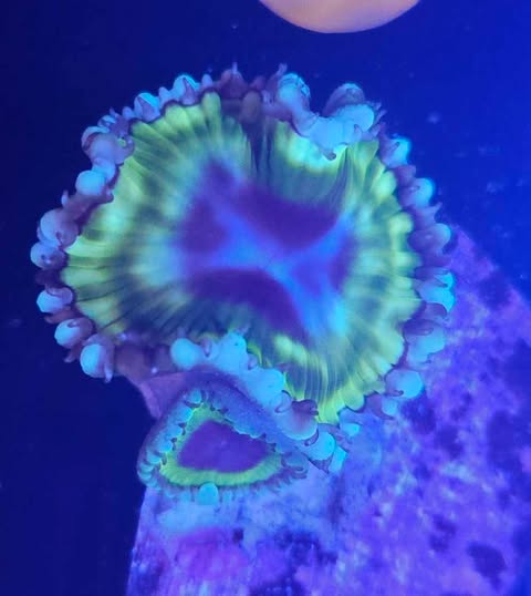 Palythoa grandis