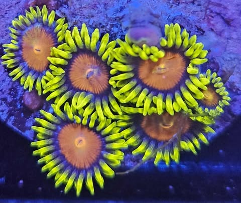 Yellow brick road zoa