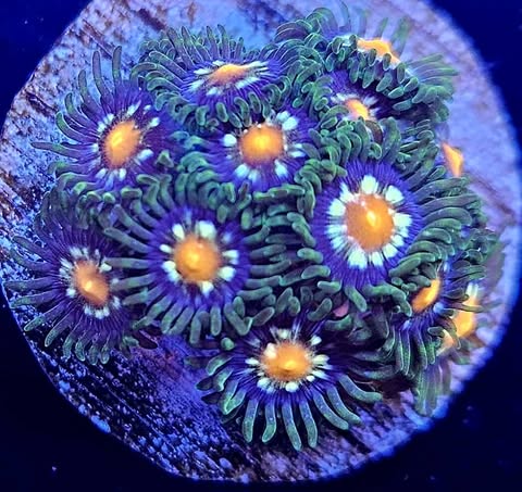 Pinwheel zoa