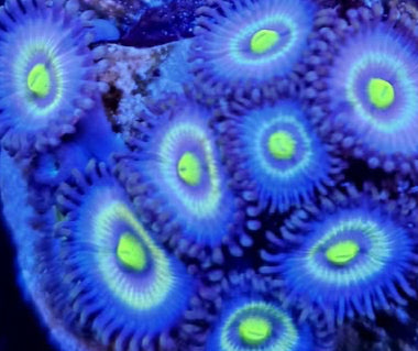 Outcast zoa