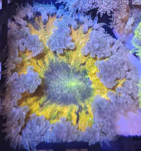 Rock Flower - Canada Aquamarine
