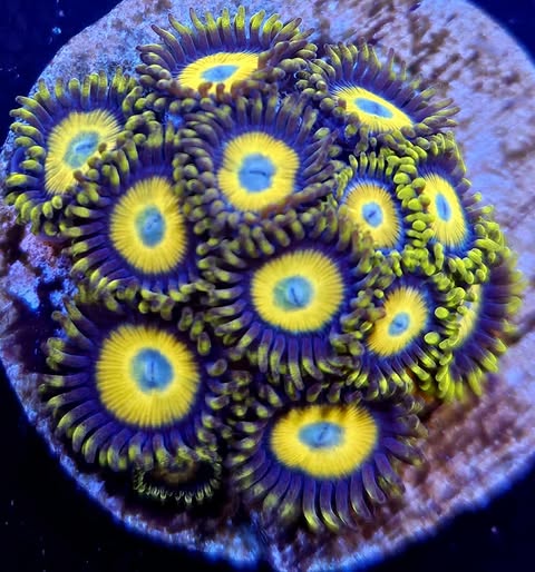 Scrambled eggs zoa