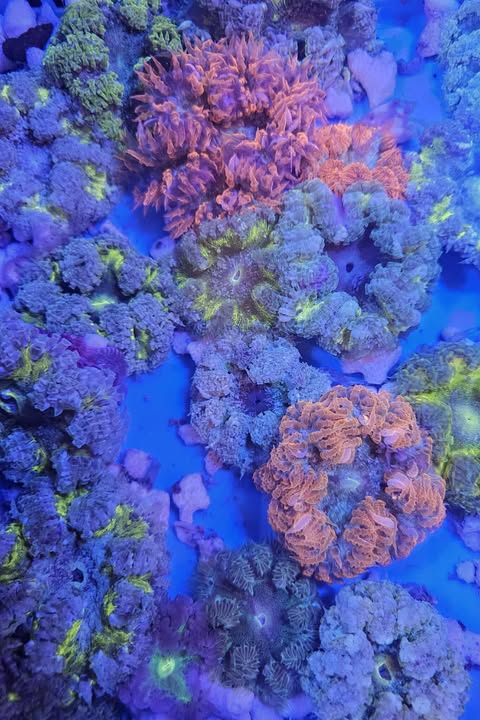 Rock Flower