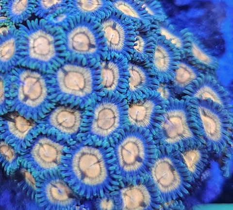 Supernova zoa