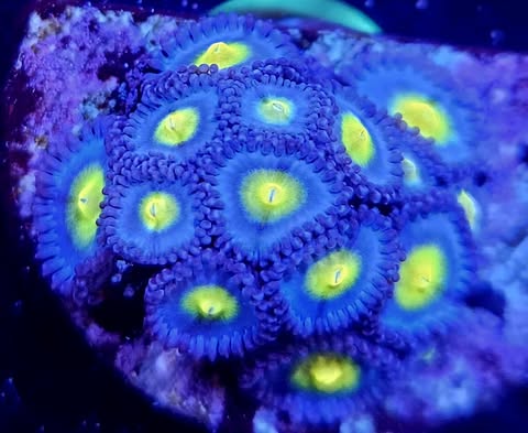 AOI zoa
