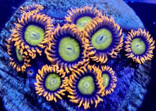 Mandarin Zoa