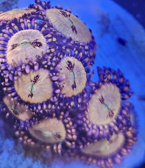 Zoa pink infusion