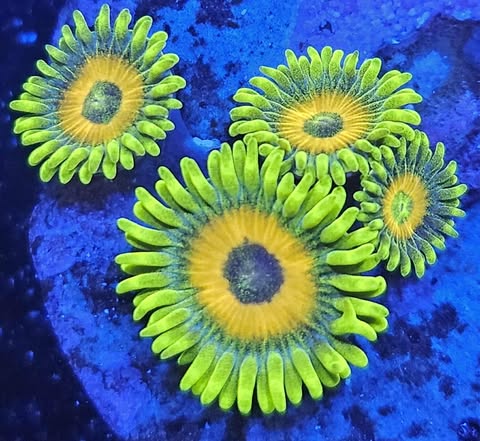 Sunflower zoa