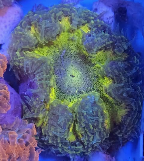 Rock Flower