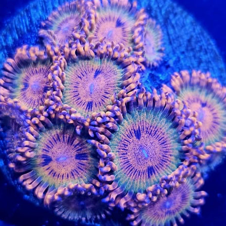 Speckled Krak zoa
