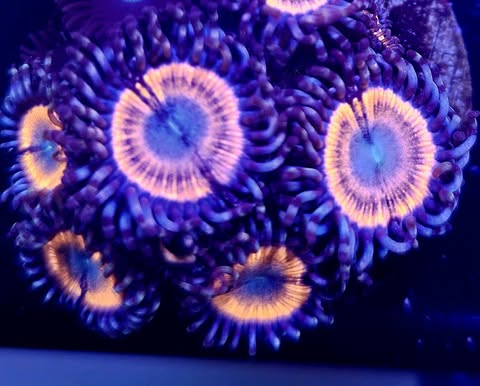 Gobstopper zoa