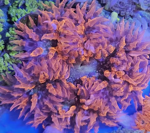 Rock Flower