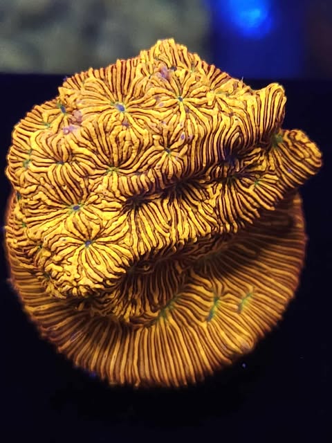 Jack O'Lantern