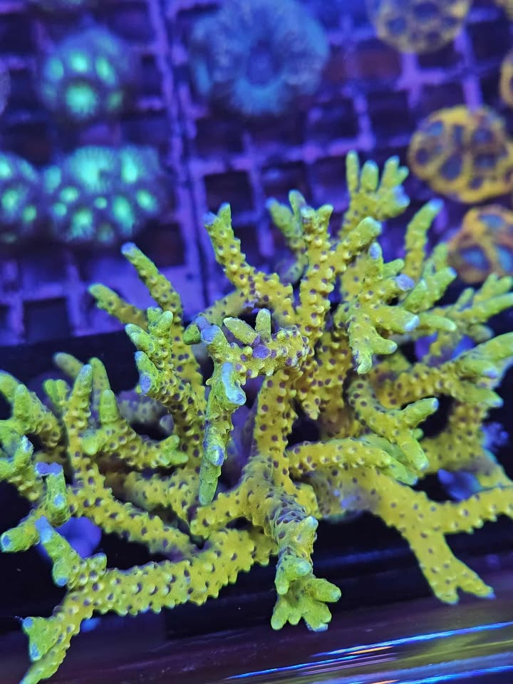 Goldenrod anacropora