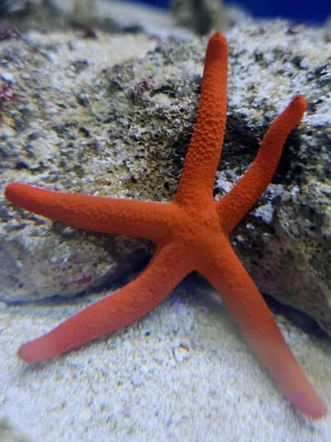 red linckia starfish