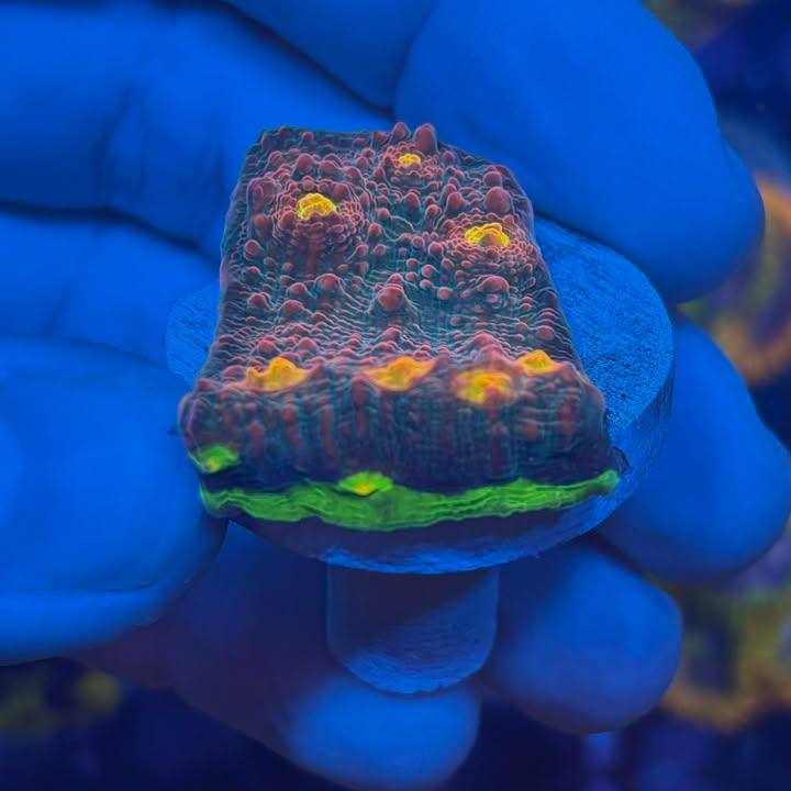 Alien eye Chalice - Canada Aquamarine