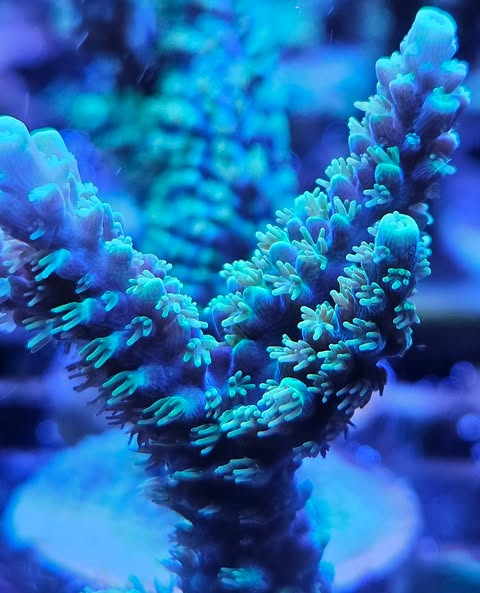 Ora plasma - Canada Aquamarine