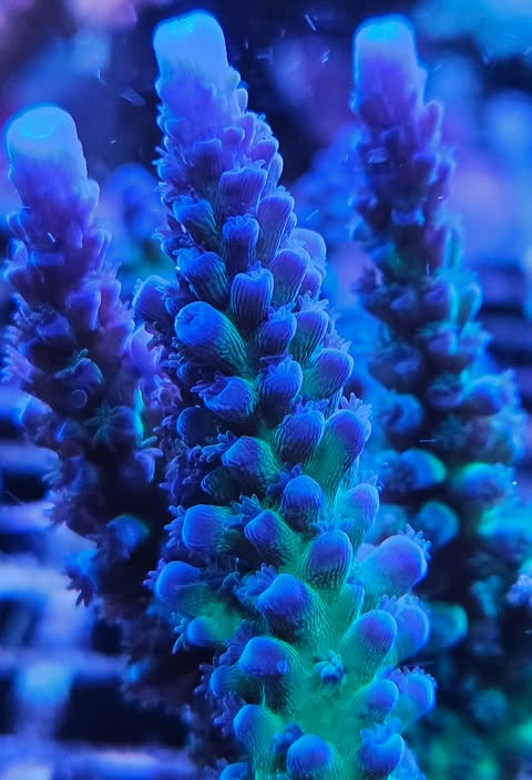 miyagi tort - Canada Aquamarine