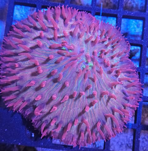 Fundgia plate - Canada Aquamarine