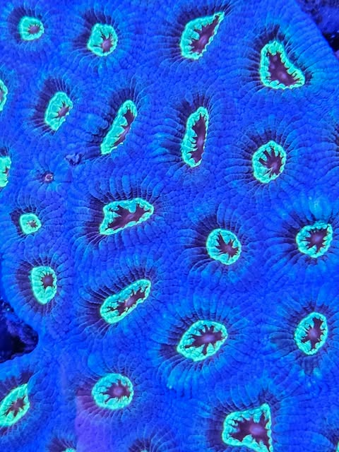 Corail vivant Favite de la marque MB Coraux, coloration variée, avec structure rugueuse et polypes visibles.