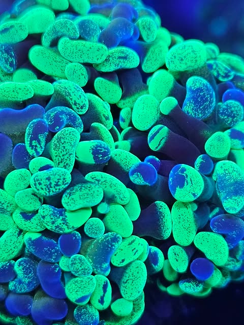 Marteau bicolore Vivant de la marque MB Coraux, avec manche en bois et tête en métal, visible sur l'image.