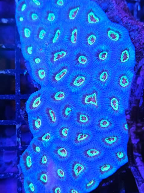 Corail vivant Favite de la marque MB Coraux, montrant ses polypes colorés et sa structure rocheuse.