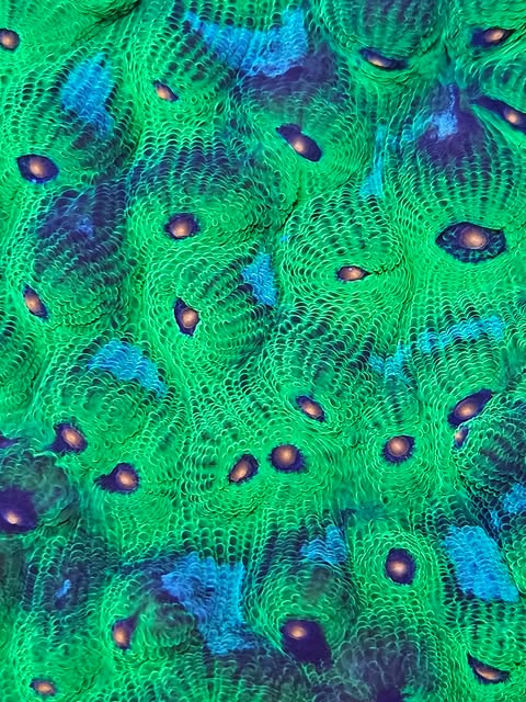 Calice vivant Avatar de MB Coraux, couleur vibrante, avec des détails colorés et une texture naturelle visible sur l'image.