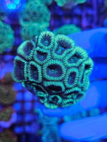 Colonies de favia verte vivantes de la marque MB Coraux, montrant des polypes colorés et une structure dense.