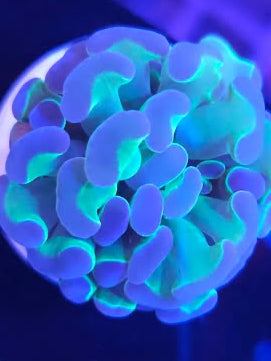 Marteau hologramme Vivant de MB Coraux, avec un design lumineux et coloré, visible en détail sur l'image.