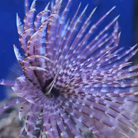 Plumeau vivant MB Coraux pour nettoyage précis, avec plumes délicates et manche en métal, idéal pour les aquariums et les surfaces fragiles.