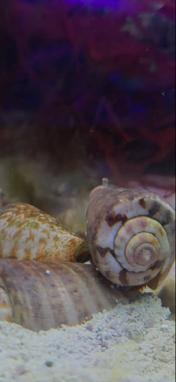 Strawberry conch