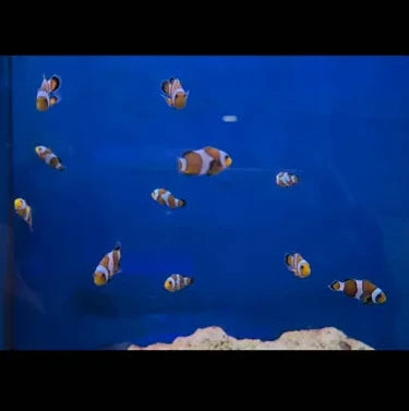 Ocellaris Standard