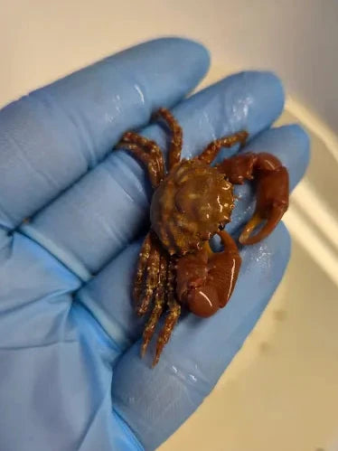 Red emerald crab