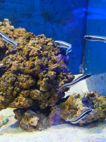 Engineer Goby