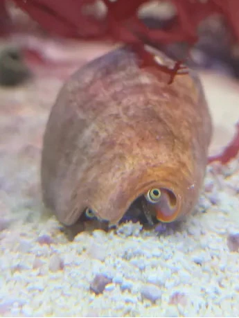 Strawberry conch