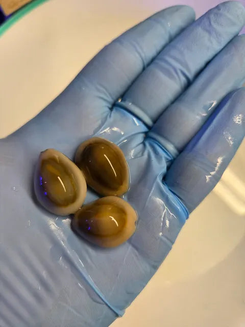 Gold ring cowrie