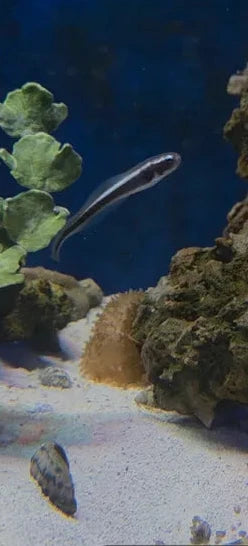 Engineer Goby