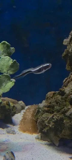 Engineer Goby