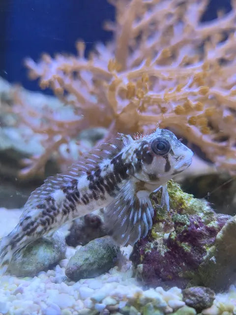 Molly Miller Blenny