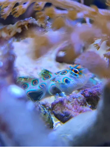 Mandarin Psychedelic